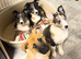 Collie x Malinios pups