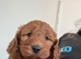 Cavapoo