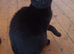 Kittens for rehoming