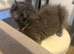 A longhair British kitten for sale in Cardiff.