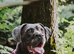 Beautiful cane corso bitch