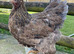 BRAHMA POINT OF LAY PULLETS