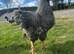 6x hatching eggs - Quality Barred Plymouth Rock
