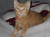 Ginger kittens