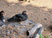 Muscovy ducklings