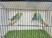 Male budgies available