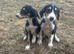 Saluki puppies