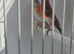 BEAUTIFUL PROVEN PAIR MUTATION RED SISKINS