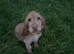 Gorgeous KC Show cocker spaniel