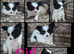Papillon puppies