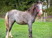 Pretty Welsh C x Cob Filly