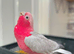 x2 PINK GALAH COCKATOOS