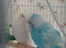 Pair of bonded budgies