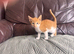 Beautiful kittens