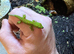 Beautiful Madagascan giant day geckos for sale
