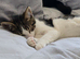 Rehoming my cat