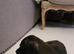 America bully/Staffie puppies for sale