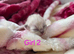 RAGDOLLS KITTENS /Reservation Open.