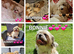 Shihpoos READY TO LEAVE FROM 11TH JULY