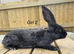 READY NOW!! pure bred continental giant