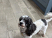 Ready Now Toy Poodle Puppies