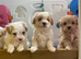 Korean Toy maltipoo puppies from Dna tested mum