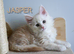 TICA Registered Maine Coon Kittens