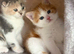 Scottish Fold Girl & Straight Boy