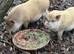 2 male kunekune pigs (brothers)