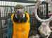 Hand Reared Baby Blue & Gold Macaw