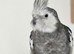 Breeding pairs of cockatiels for sale.