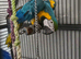 Blue gold macaw 2 half year old