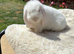 Pure White Mini Lop