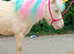 A true 1 in a million cremello kids Shetland.