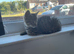Female kitten for sale