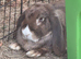 Stunning pure bred French lop babies