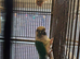 Pair of Conures