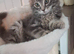 2 male kittens