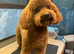 KC REG DNA Health Tested - RED Toy Poodle STUD