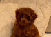 Teacup red poodle