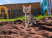 Gorgeous Pedigree TICA Registered Bengal Kittens | Health Tested Parents
