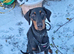 KC reg Dobermann puppies