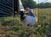 Light Sussex bantam
