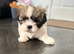 gorgeous Shihtzu pup