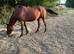15.2 Bay Gelding