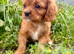 King Charles Cavalier puppies