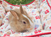 Adorable Baby Rabbits for Sale - Beautiful Colours ️
