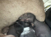 Chinese crested cross miniature dachshund