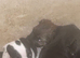 Beautiful Jack Russell pups