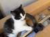 Domestic shorthair kitten for sale